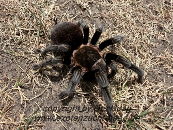Tilitocatl kahlenbergi,  Weibchen adult
