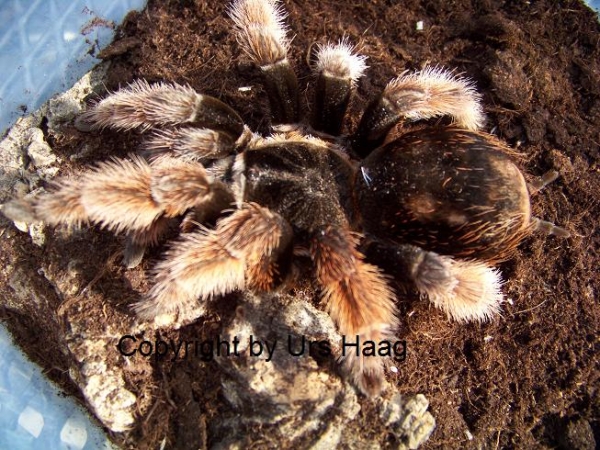 Brachypelma klaasi,  Weibchen ca. 2,5 - 3 cm Körper