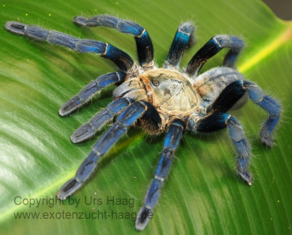 Cyriopagopus lividus, Spiderling ca. 2 cm Körper