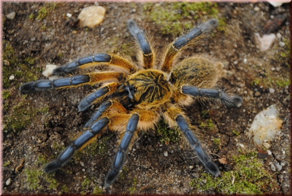 Harpactira pulchripes, Weibchen adult