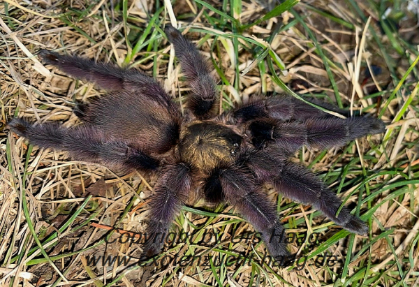 Tapinauchenius rasti, Weibchen adult