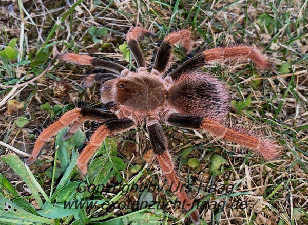 Megaphobema robustum,  Weibchen adult