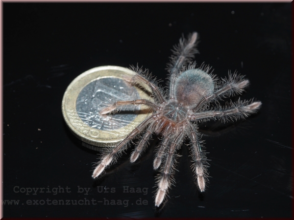Theraphosa stirmi, Spiderling