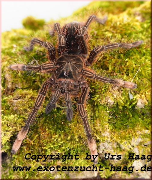 Theraphosa stirmi, Männchen  ca.  3 - 4 cm Körper