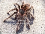 Lasiodora parahybana,  Weibchen ca. 3 - 4 cm Körper