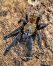 Cyriopagopus hainanus, Spiderling ca. 1-1,5 cm Körper