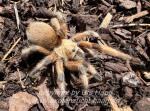 Aphonopelma moderatum, Weibchen subadult bis adult